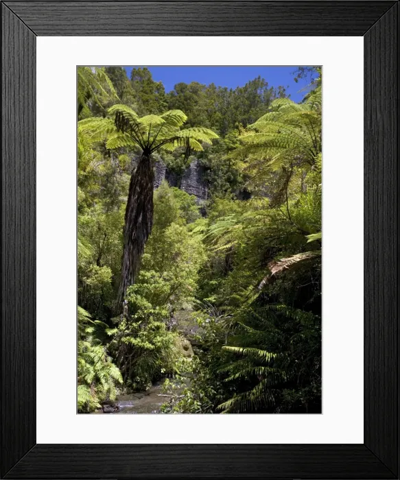 Framed Print : Mixed ancient forest in the Waitakere (Cascade) range, North Island, New Zealand. With tree ferns, podocarps etc Framed Print : Mixed ancient forest in the Waitakere (Cascade) range, North Island, New Zealand. With tree ferns, podocarps etc