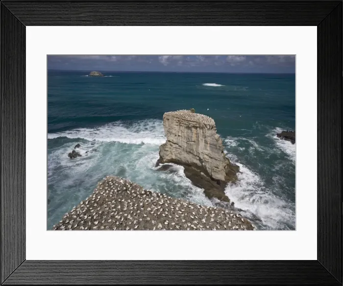 Framed Print : Australasian Gannet colony at Muriwai Beach, North Island, New Zealand Framed Print : Australasian Gannet colony at Muriwai Beach, North Island, New Zealand