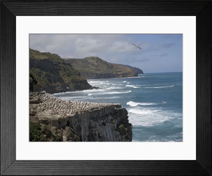 Framed Print : Australasian Gannet colony at Muriwai Beach, North Island, New Zealand Framed Print : Australasian Gannet colony at Muriwai Beach, North Island, New Zealand