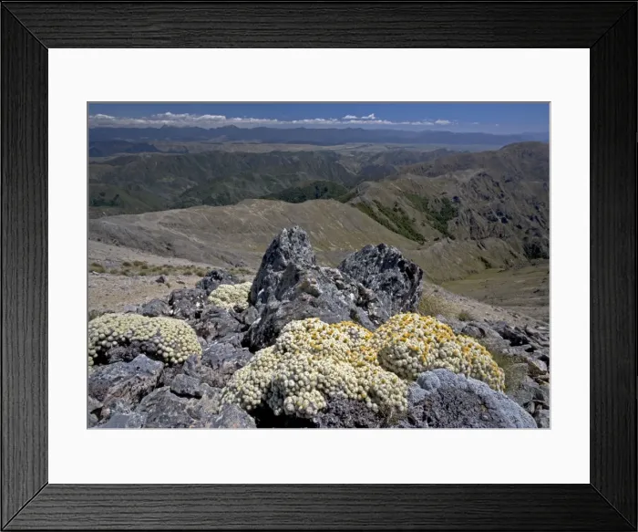Framed Print : Vegetable sheep (ancient alpine cushion plants) at high altitude in the Black Birch Range at about 1350m; South Island, New Zealand. Compositae / Asteraceae Framed Print : Vegetable sheep (ancient alpine cushion plants) at high altitude in the Black Birch Range at about 1350m; South Island, New Zealand. Compositae / Asteraceae