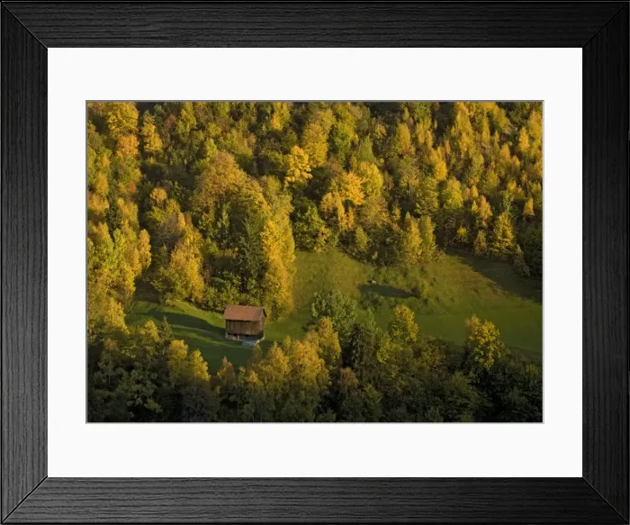 Framed Print : Autumn in the swiss alps. Old barn amongst trees on mountainside near Disentis. Siulver birch, common larch, Norway spruce, wild cherry etc. Switzerland Framed Print : Autumn in the swiss alps. Old barn amongst trees on mountainside near Disentis. Siulver birch, common larch, Norway spruce, wild cherry etc. Switzerland