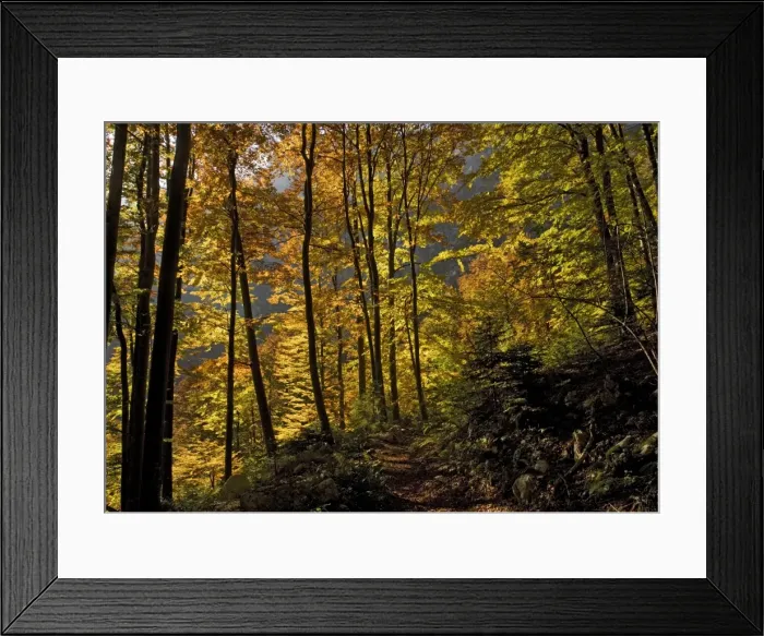 Framed Print : Ancient Beech woods - In autumn, on limestone. Triglav National Park Framed Print : Ancient Beech woods - In autumn, on limestone. Triglav National Park