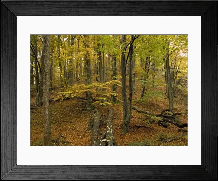 Framed Print : Plitvice National Park, Croatia. Series of lakes in valley, separated by travertine (tufa) dams: Old beech woodland in valley Framed Print : Plitvice National Park, Croatia. Series of lakes in valley, separated by travertine (tufa) dams: Old beech woodland in valley