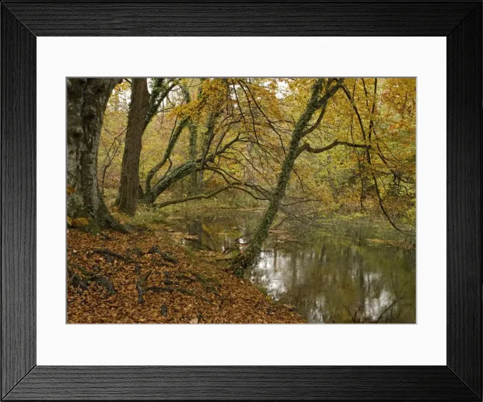 Framed Print : Peaceful woodland pond amongst beech trees, in autumn Framed Print : Peaceful woodland pond amongst beech trees, in autumn