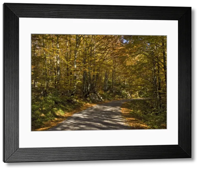 Framed Print : Beech woodland in autumn, in the Plitvice National Park, Croatia. With country lane Framed Print : Beech woodland in autumn, in the Plitvice National Park, Croatia. With country lane