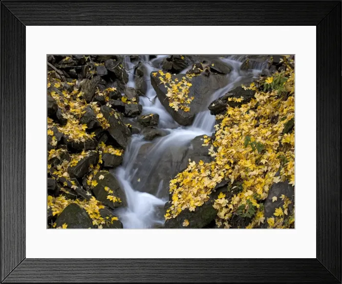 Framed Print : Waterfall in sycamore woodland. Autumn Framed Print : Waterfall in sycamore woodland. Autumn
