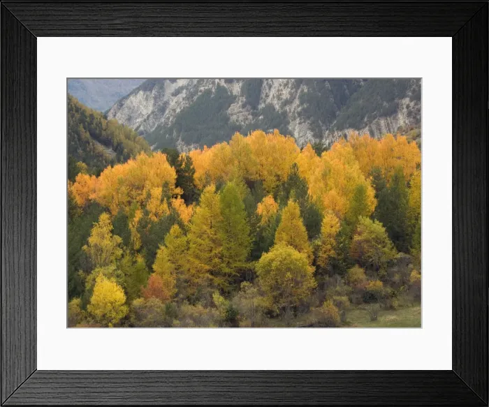 Framed Print : Stunning autumn colour in the Ubaye valley, Maritime Alps. Black poplar, aspens, larch, scots pine etc Framed Print : Stunning autumn colour in the Ubaye valley, Maritime Alps. Black poplar, aspens, larch, scots pine etc