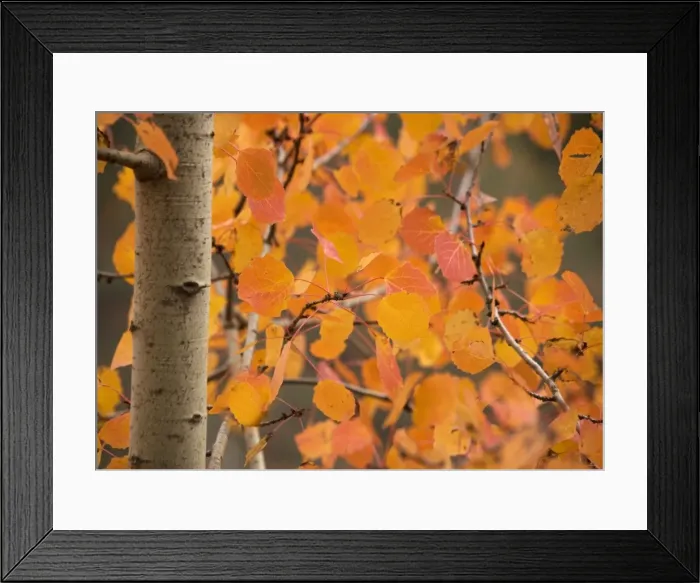 Framed Print : Aspen, with stunning red autumn foliage Framed Print : Aspen, with stunning red autumn foliage