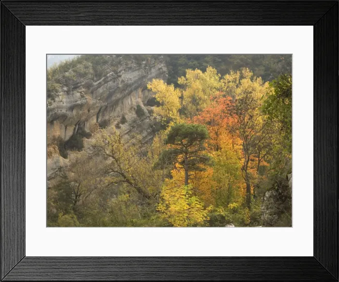 Framed Print : Gorge du Verdon, Provence-Alpes: autumn colour from black poplars, aspens etc Framed Print : Gorge du Verdon, Provence-Alpes: autumn colour from black poplars, aspens etc