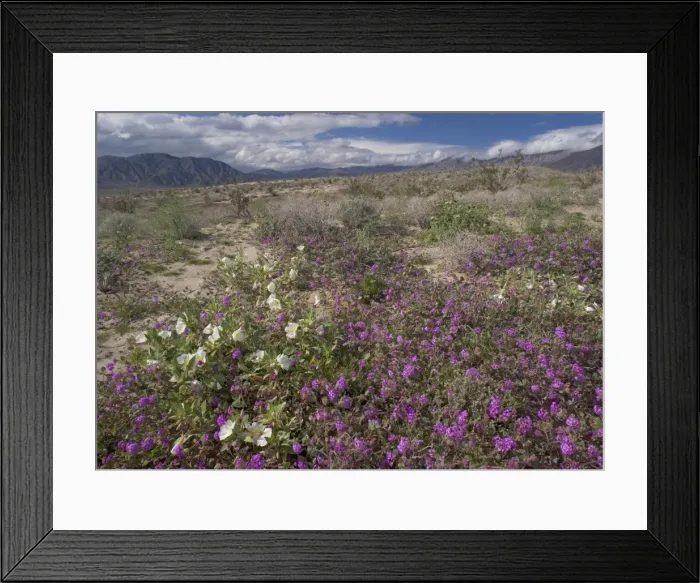 Framed Print : Dune Primrose - & Sand Verbena Framed Print : Dune Primrose - & Sand Verbena