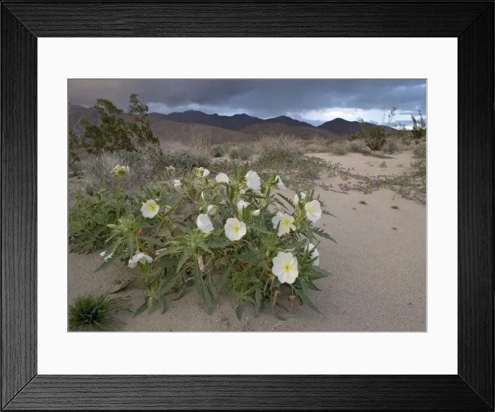 Framed Print : Dune Primrose Framed Print : Dune Primrose