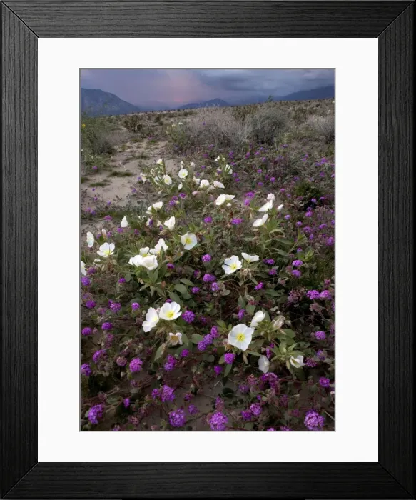 Framed Print : Dune Primrose - & Sand Verbena Framed Print : Dune Primrose - & Sand Verbena