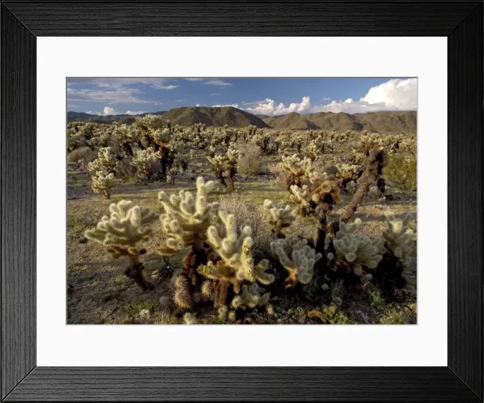 Framed Print : Teddy-bear Cholla Cactus Framed Print : Teddy-bear Cholla Cactus