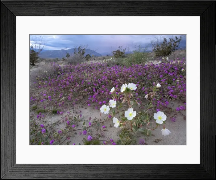Framed Print : Dune Evening-primrose - in flower Framed Print : Dune Evening-primrose - in flower