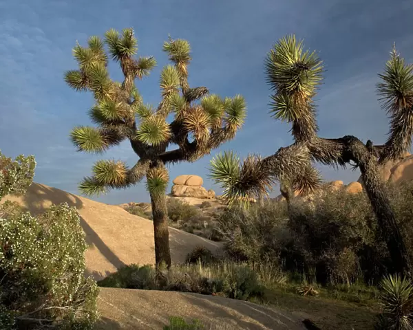 Joshua Tree - in the Mojave desert, amongst granite rocks