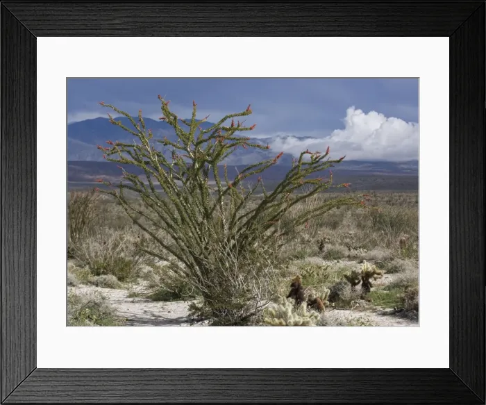 Framed Print : Fouquieria splendens Framed Print : Fouquieria splendens