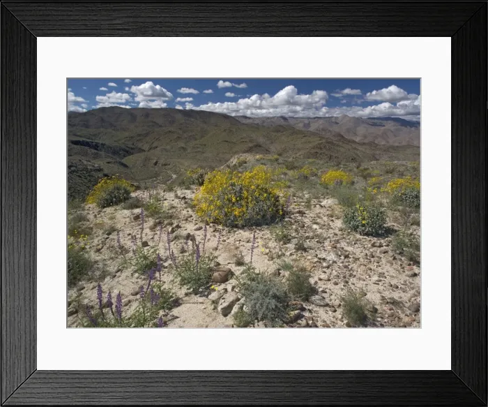 Framed Print : Encelia farinosa Framed Print : Encelia farinosa