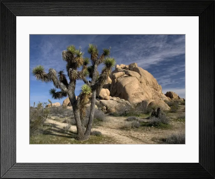 Framed Print : Joshua Tree - amongst Granite rocks Mojave desert, USA Framed Print : Joshua Tree - amongst Granite rocks Mojave desert, USA