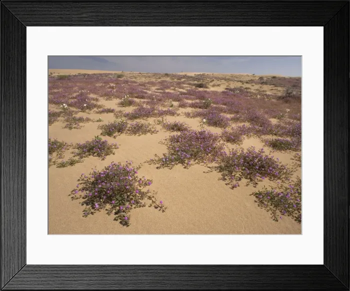 Framed Print : Algodones dunes - also known as Imperial sand dunes. Protected part of dunes, with abundant flowers such as sand verbena and dune evening-primrose. SE California, near Mexican border, USA Framed Print : Algodones dunes - also known as Imperial sand dunes. Protected part of dunes, with abundant flowers such as sand verbena and dune evening-primrose. SE California, near Mexican border, USA