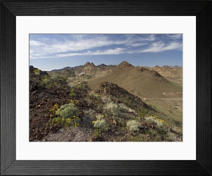 Framed Print : The Chocolate Mountains - with spring flowers such as brittle bush, cacti etc. SE California, on the Arizona border, USA Framed Print : The Chocolate Mountains - with spring flowers such as brittle bush, cacti etc. SE California, on the Arizona border, USA