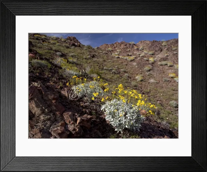 Framed Print : The Chocolate Mountains - with spring flowers such as brittle bush, cacti etc. SE California, on the Arizona border, USA Framed Print : The Chocolate Mountains - with spring flowers such as brittle bush, cacti etc. SE California, on the Arizona border, USA