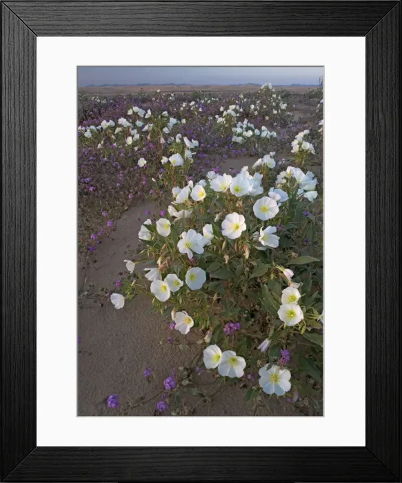 Framed Print : Dune Evening Primrose - on Algodones dunes (also known as Imperial sand dunes) : protected part of dunes, with abundant flowers such as sand verbena. SE California, near Mexican border, USA Framed Print : Dune Evening Primrose - on Algodones dunes (also known as Imperial sand dunes) : protected part of dunes, with abundant flowers such as sand verbena. SE California, near Mexican border, USA