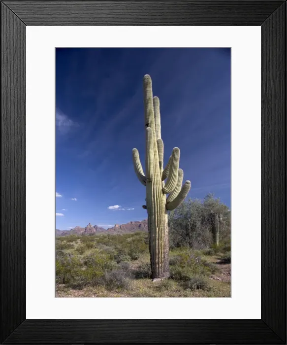 Framed Print : Saguaro Cactus - Organ Pipes National Monument