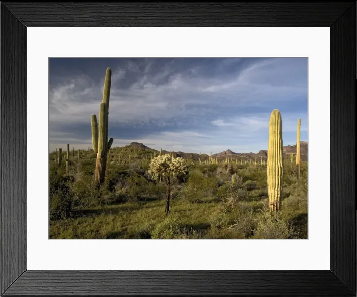 Framed Print : Sahuaro / Saguaro Cactus - in desert, with Opuntia spp, bristle-bush etc. Organ Pipes National Monument Framed Print : Sahuaro / Saguaro Cactus - in desert, with Opuntia spp, bristle-bush etc. Organ Pipes National Monument