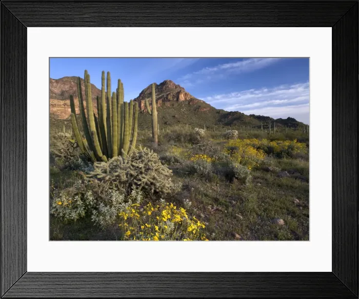 Framed Print : Organ Pipe Cactus - with bristle-bush, Opuntia spp & Lupines Organ Pipes National Monument Framed Print : Organ Pipe Cactus - with bristle-bush, Opuntia spp & Lupines Organ Pipes National Monument