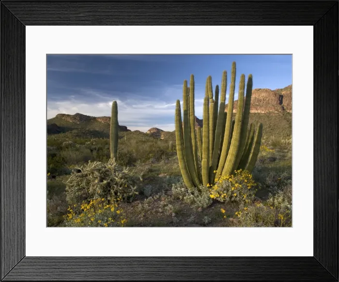 Framed Print : Organ Pipe Cactus - with bristle-bush & Opuntias. Organ Pipes National Monument, USA Framed Print : Organ Pipe Cactus - with bristle-bush & Opuntias. Organ Pipes National Monument, USA
