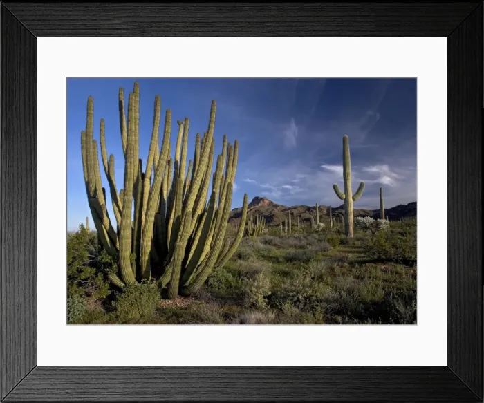 Framed Print : Organ Pipe Cactus - with brittle bush, Opuntias etc. Also known as Cereus. Organ Pipes National Monument, USA Framed Print : Organ Pipe Cactus - with brittle bush, Opuntias etc. Also known as Cereus. Organ Pipes National Monument, USA