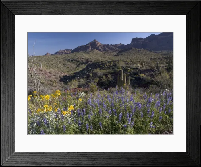 Framed Print : Mojave / Coulter's Lupines Organ Pipes National Monument, USA Framed Print : Mojave / Coulter's Lupines Organ Pipes National Monument, USA