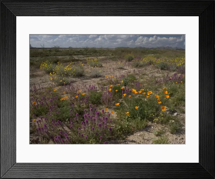 Framed Print : Flowers - Desert Marigolds, Owl Clover, Mexican Gold Poppies, brittle bush. El Nino Year spring flowers. Sonoran Desert near Buckeye, Arizona, USA Framed Print : Flowers - Desert Marigolds, Owl Clover, Mexican Gold Poppies, brittle bush. El Nino Year spring flowers. Sonoran Desert near Buckeye, Arizona, USA