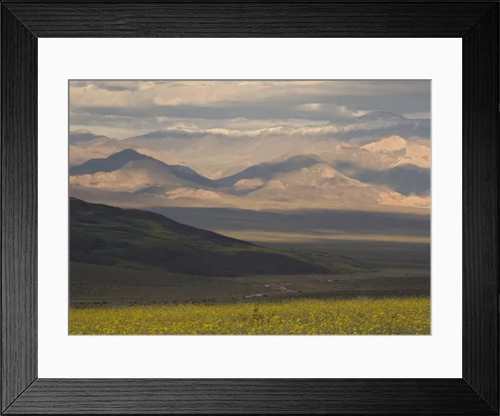 Framed Print : Desert Sunflower / Gold - flowering profusely, Spring in El Nino year. Mojave Desert, Death Valley, USA Framed Print : Desert Sunflower / Gold - flowering profusely, Spring in El Nino year. Mojave Desert, Death Valley, USA