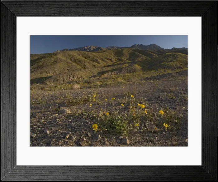 Framed Print : Desert Sunflower / Gold - flowering profusely. Spring in El Nino year. Mojave Desert, Death Valley, USA Framed Print : Desert Sunflower / Gold - flowering profusely. Spring in El Nino year. Mojave Desert, Death Valley, USA