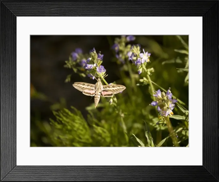 Framed Print : Striped Hawk-moth Framed Print : Striped Hawk-moth