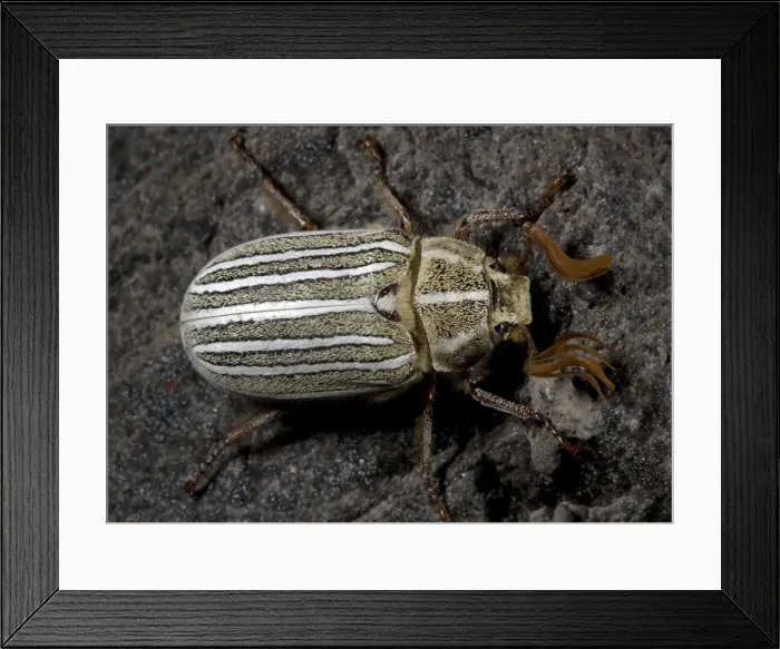 Framed Print : Ten-lined June beetle, or chafer Framed Print : Ten-lined June beetle, or chafer