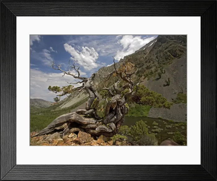 Framed Print : Sierra  /  Western Juniper - very old. Lundy Valley, Sierra Nevada