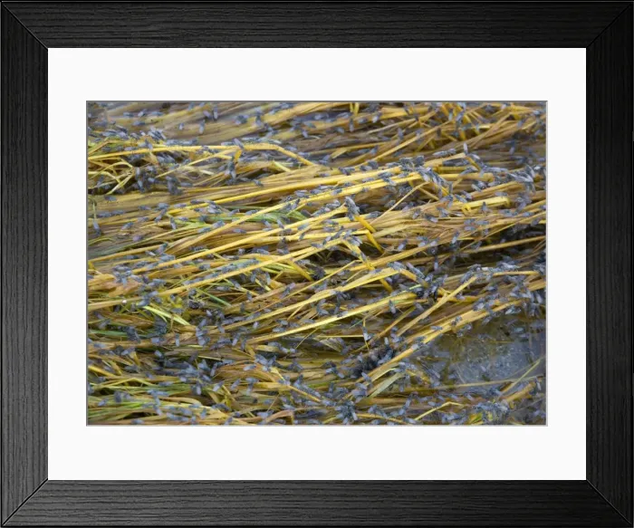 Framed Print : Alkali Flies - related to Brine Flies. In Mono Lake, east side of Sierre Nevada near Lee Vining Framed Print : Alkali Flies - related to Brine Flies. In Mono Lake, east side of Sierre Nevada near Lee Vining