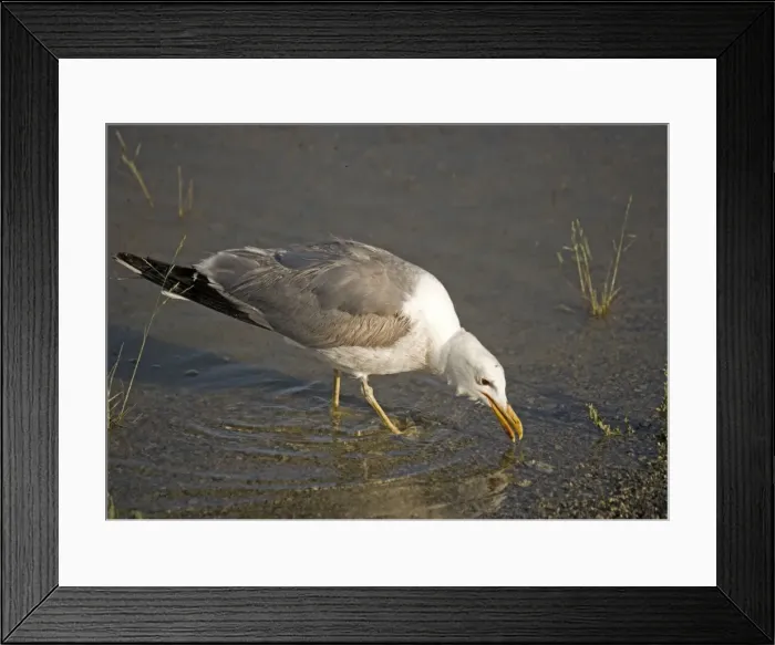 Framed Print : California Gull - eating Alkali Flies, along the shore of Mono Lake California, USA Framed Print : California Gull - eating Alkali Flies, along the shore of Mono Lake California, USA