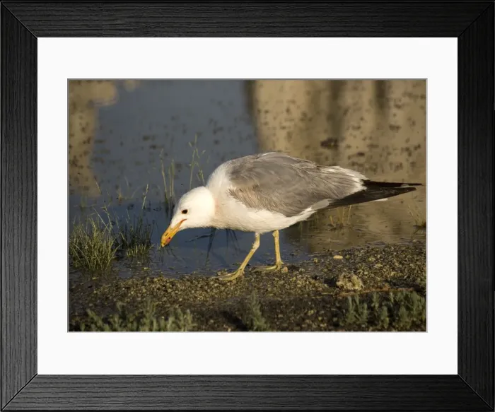 Framed Print : California Gull - eating Alkali Flies along the shore of Mono Lake. California, USA