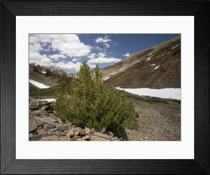 Framed Print : Whitebark Pines, dwarfed at high altitude (c. 12, 000 ft) in Yosemite National Park, USA Framed Print : Whitebark Pines, dwarfed at high altitude (c. 12, 000 ft) in Yosemite National Park, USA