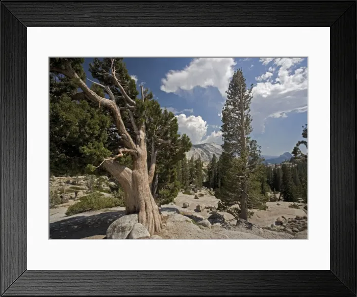 Framed Print : Sierra / Western Juniper - at 8000 ft on granite Yosemite National Park, USA Framed Print : Sierra / Western Juniper - at 8000 ft on granite Yosemite National Park, USA