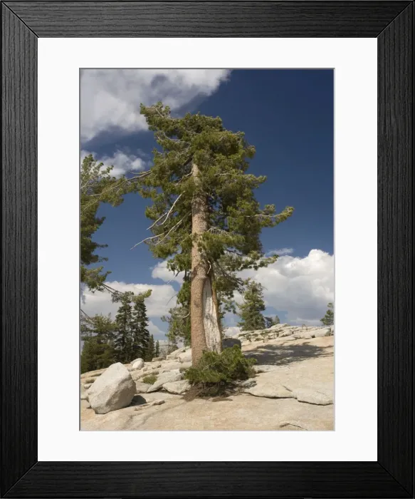 Framed Print : Western White Pine - old tree growing in crevices in granite Yosemite National Park, USA Framed Print : Western White Pine - old tree growing in crevices in granite Yosemite National Park, USA