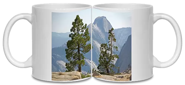 USA -half dome seen through jeffrey's and whitebark pines. Yosemite National Park