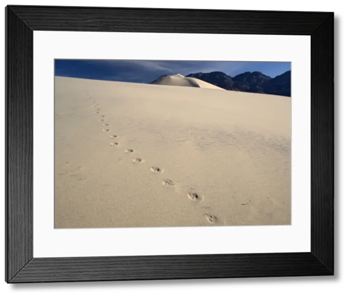 Framed Print : Coyote Footprints - on sand dunes. Eureka dunes in Death Valley National Park. A National Natural Landmark, USA Framed Print : Coyote Footprints - on sand dunes. Eureka dunes in Death Valley National Park. A National Natural Landmark, USA