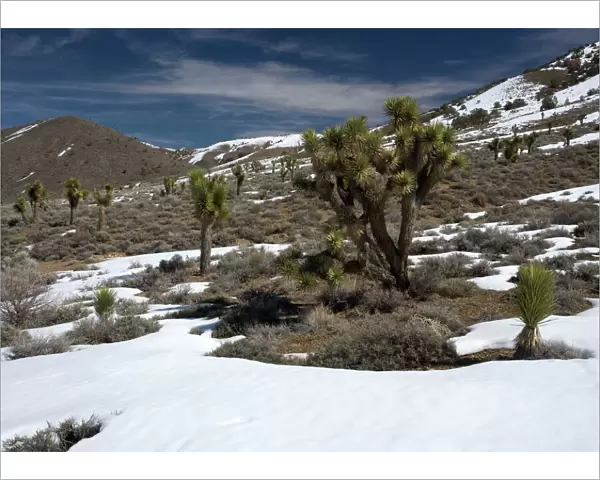 Joshua Tree - in pinyon-juniper forest, inyo forest