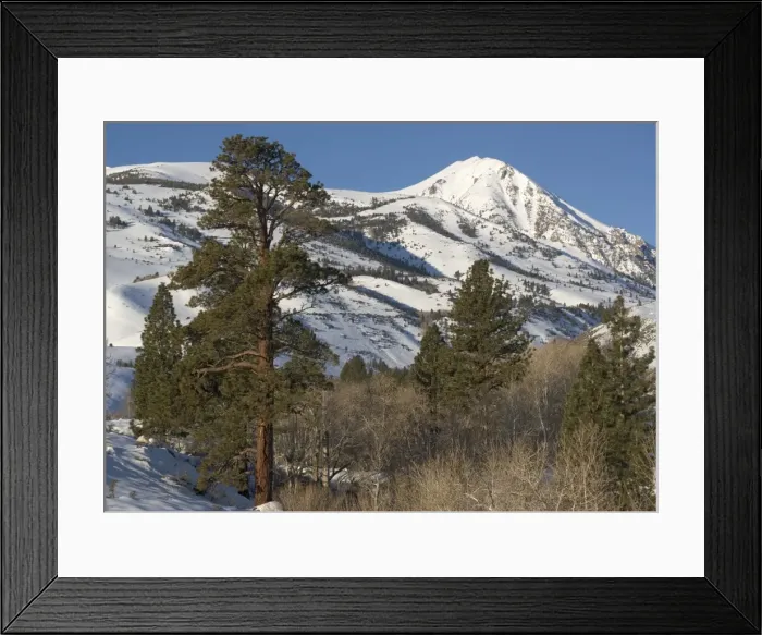 Framed Print : Jeffrey's Pine - on east side of Sierra Nevada in winter Framed Print : Jeffrey's Pine - on east side of Sierra Nevada in winter