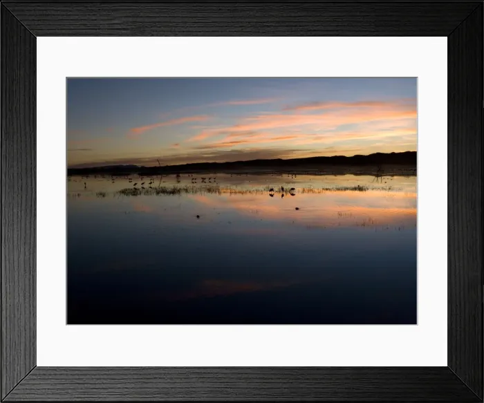 Framed Print : Sandhill Cranes - at sunset Bosque del Apache National Wildlife Refuge Framed Print : Sandhill Cranes - at sunset Bosque del Apache National Wildlife Refuge