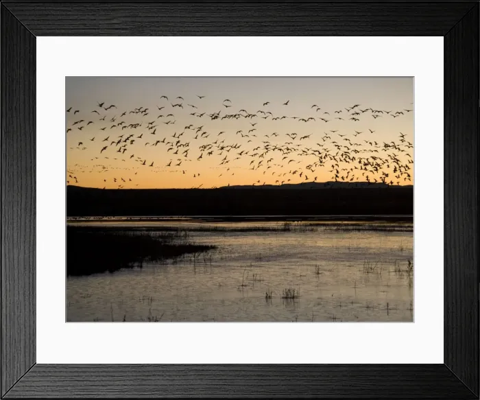 Framed Print : Snow-geese - flock in flight at dawn in midwinter. Bosque del Apache National Wildlife Refuge Framed Print : Snow-geese - flock in flight at dawn in midwinter. Bosque del Apache National Wildlife Refuge